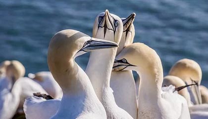 柬媒：柬埔寨国王西哈莫尼和太后莫尼列将访华